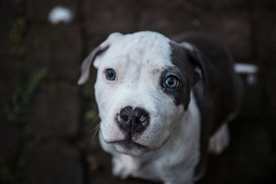 Close-up portrait of dog