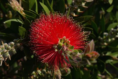 Close-up of pink flower