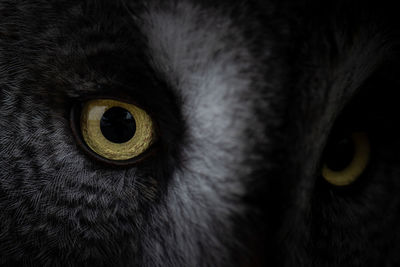 Closeup round yellow eyes of great gray owl looking away at dark night