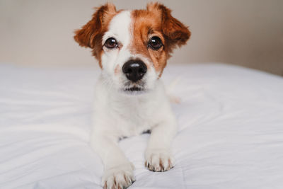 Portrait of dog on bed at home