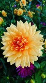 Close-up of yellow flower blooming outdoors