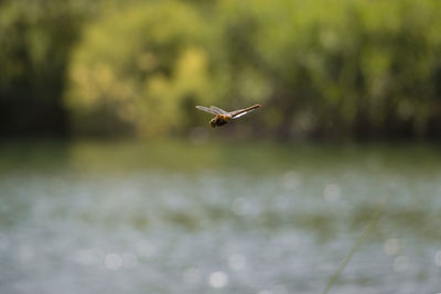 Bird flying over water