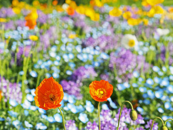 Close-up of orange flowering plant in park