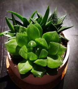 Close-up of fresh green plant in plate