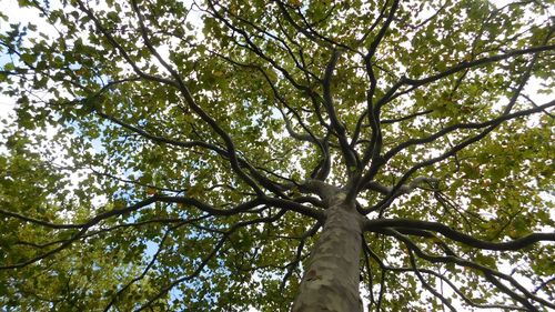 Low angle view of trees