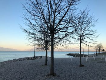 Bare tree on beach against clear sky