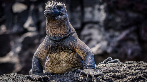 Close-up of lizard on rock