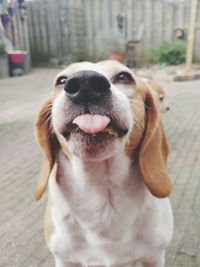 Close-up portrait of dog sticking out tongue