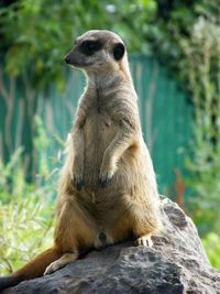 Close-up of meerkat sitting on rock at zoo