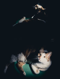 High angle view of cat looking away against black background