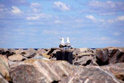 Seagull perching on rock