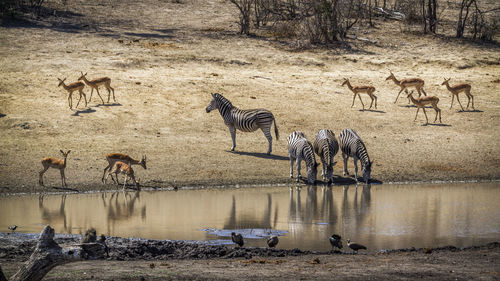 Zebras and impalas by lake