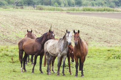 Horses standing in field