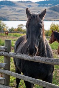 Horse standing in ranch