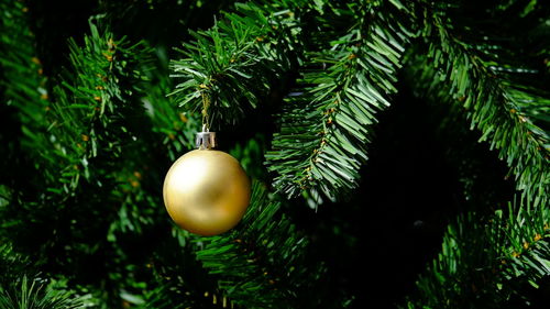 Close-up of christmas tree