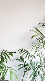 Close-up of potted plant against white wall