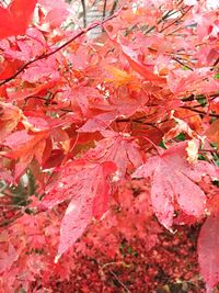 Full frame shot of autumn tree