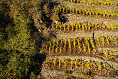 High angle view of vineyard