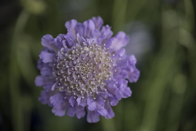 Close-up of purple flowers blooming outdoors