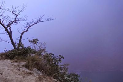 Low angle view of trees against clear sky