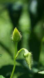 Close-up of dandelion