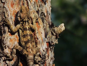 Close-up of a tree trunk