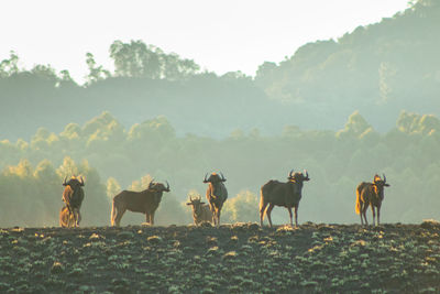 Horses on field against sky