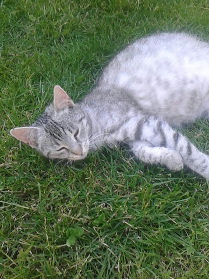 grass, domestic animals, animal themes, domestic cat, one animal, pets, grassy, mammal, field, cat, relaxation, lying down, feline, high angle view, resting, green color, relaxing, sleeping, white color, day