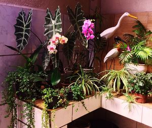 Potted plants against wall