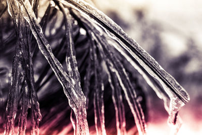 Close-up of frozen plant