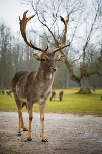 Deer standing on footpath in forest