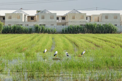 View of birds on grassy field