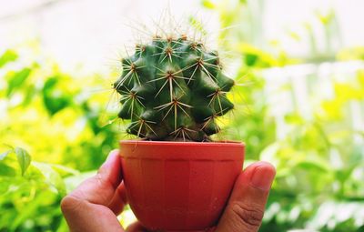 Close-up of hand holding cactus in pot