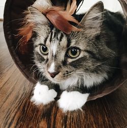 Close-up portrait of kitten on table