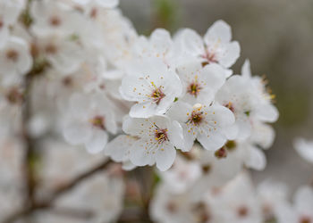 Close-up of cherry blossom