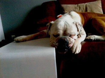 Dog sleeping on sofa