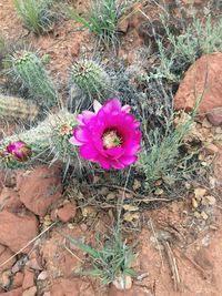 Close-up of pink flower