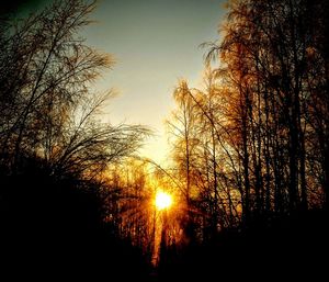 Silhouette of trees at sunset