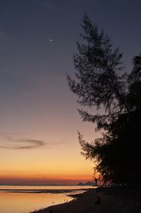 Silhouette trees on beach against sky during sunset