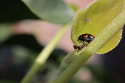 Close-up of ladybug on leaf