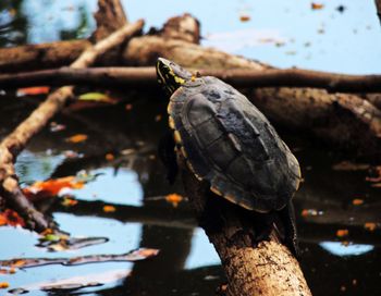 Tortoise in the river