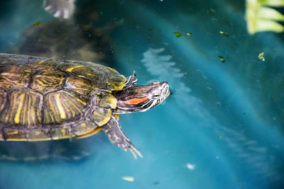 High angle view of turtles swimming in sea