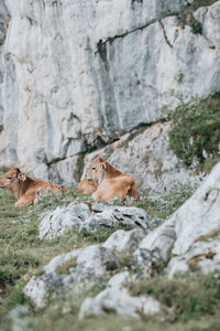 Portrait of cat on rock