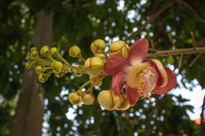 Close-up of flower growing on tree