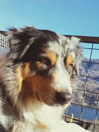 Close-up of dog looking away