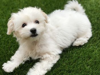 Portrait of white dog on field