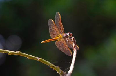 Close-up of insect perching on leaf