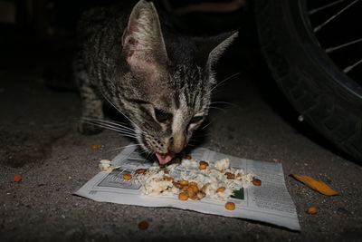 Close-up of cat eating food