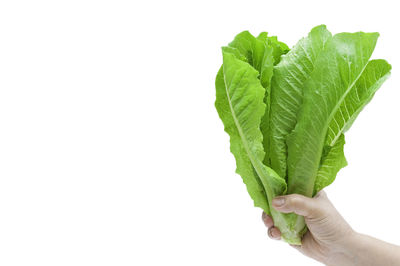 Close-up of hand holding leaves over white background