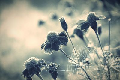 Close-up of flowers against blurred background